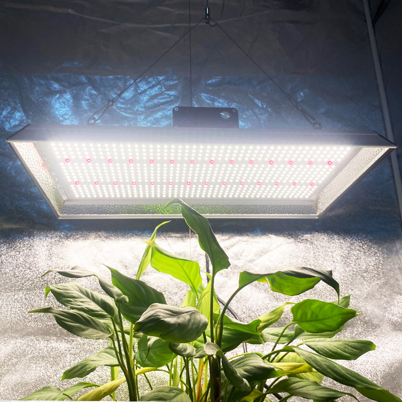 Luz de cultivo LED hidropónica de 200w para chiles
