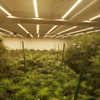 La alta eficiencia Samsung 301b araña plegable LED crece la luz para las plantas de la olla