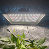 Luz interior de alta intensidad Cultive la luz para los tomates