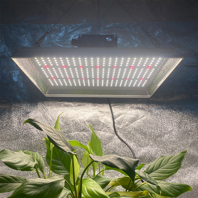 LED de jardín 100W Cultive la luz para los chiles