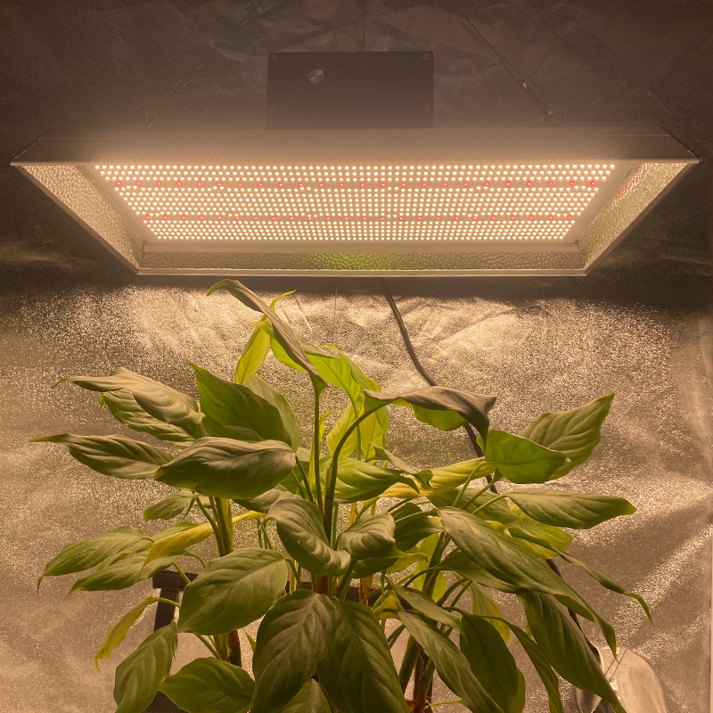 El LED hidropónico con clasificación más alto cultiva la luz para los tomates