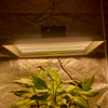 LED de espectro completo con calificación más alta Crece la luz para los tomates