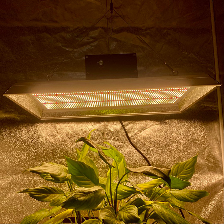 LED de espectro completo con calificación más alta Crece la luz para los tomates