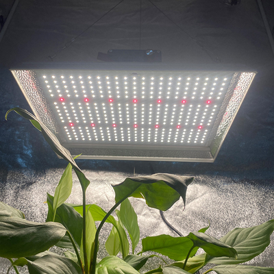 Horticultural 100w Led Grow Light para plantas tropicales