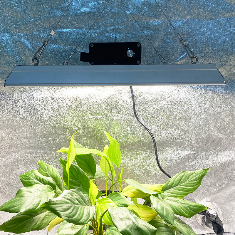 LED de jardín 100W Cultive la luz para los chiles